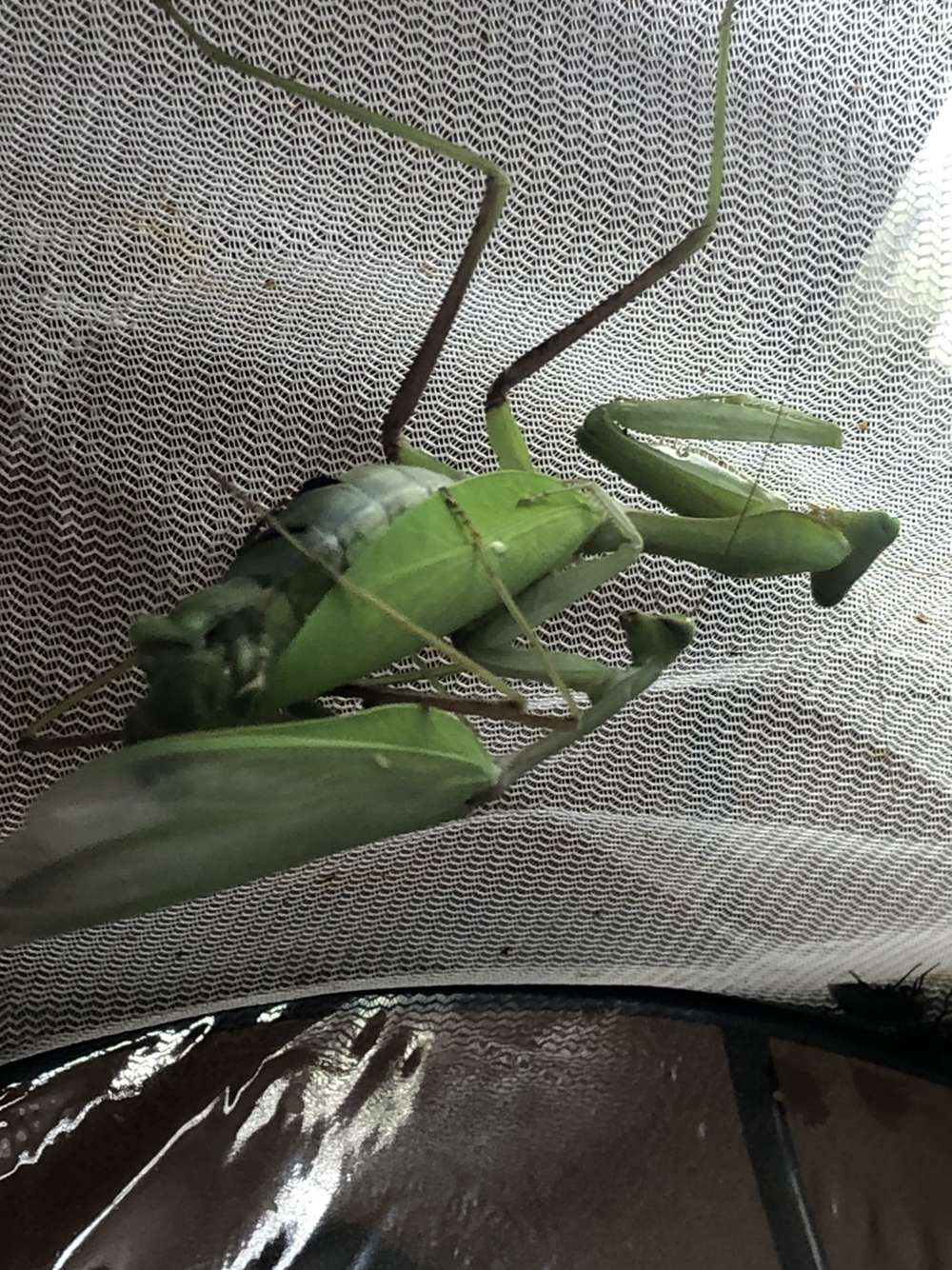 Hierodula membracea (Giant Asian mantis