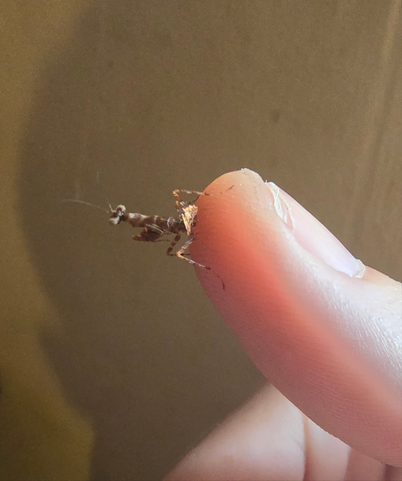 Acromantis Hainana (Hainan boxer mantis)