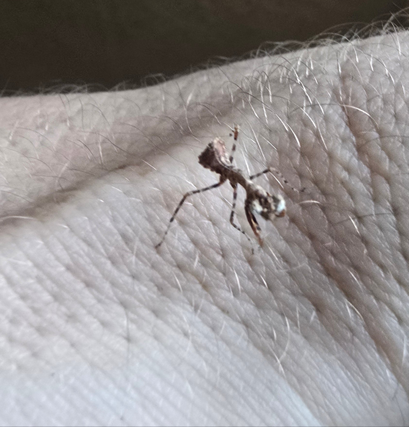Acromantis Hainana (Hainan boxer mantis)