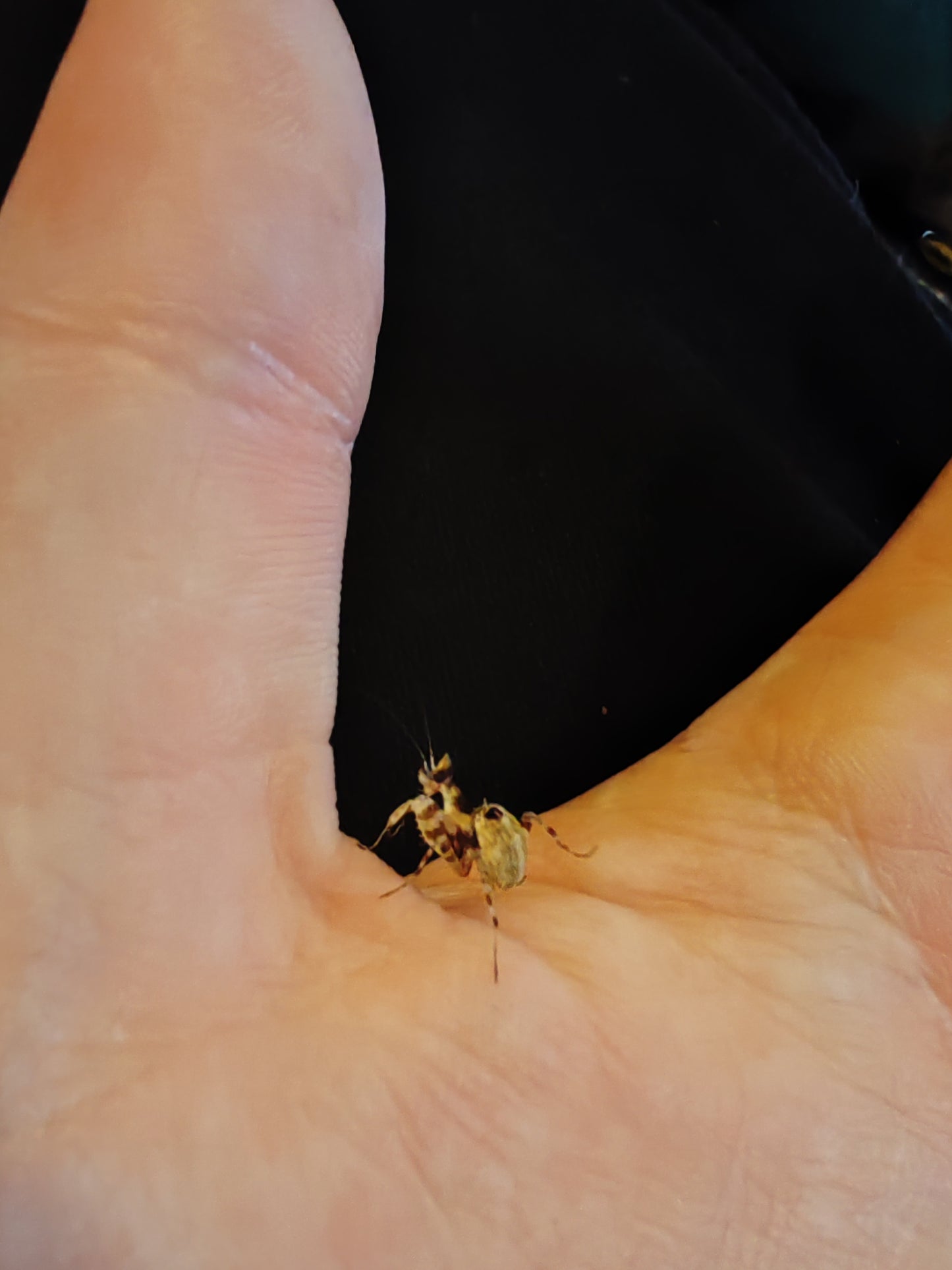 Creobroter Apicalis (Vietnamese Flower Mantis)