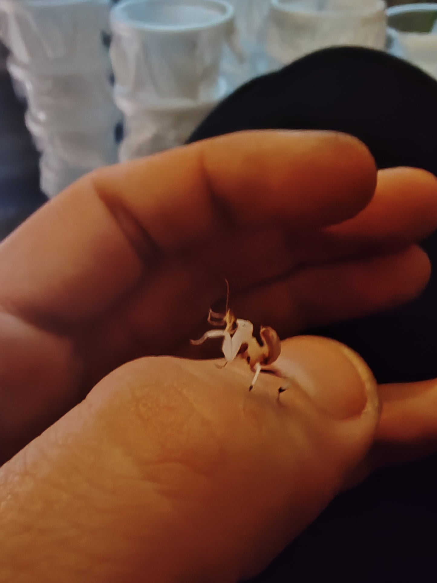 Hymenopus coronatus (Orchid mantis)
