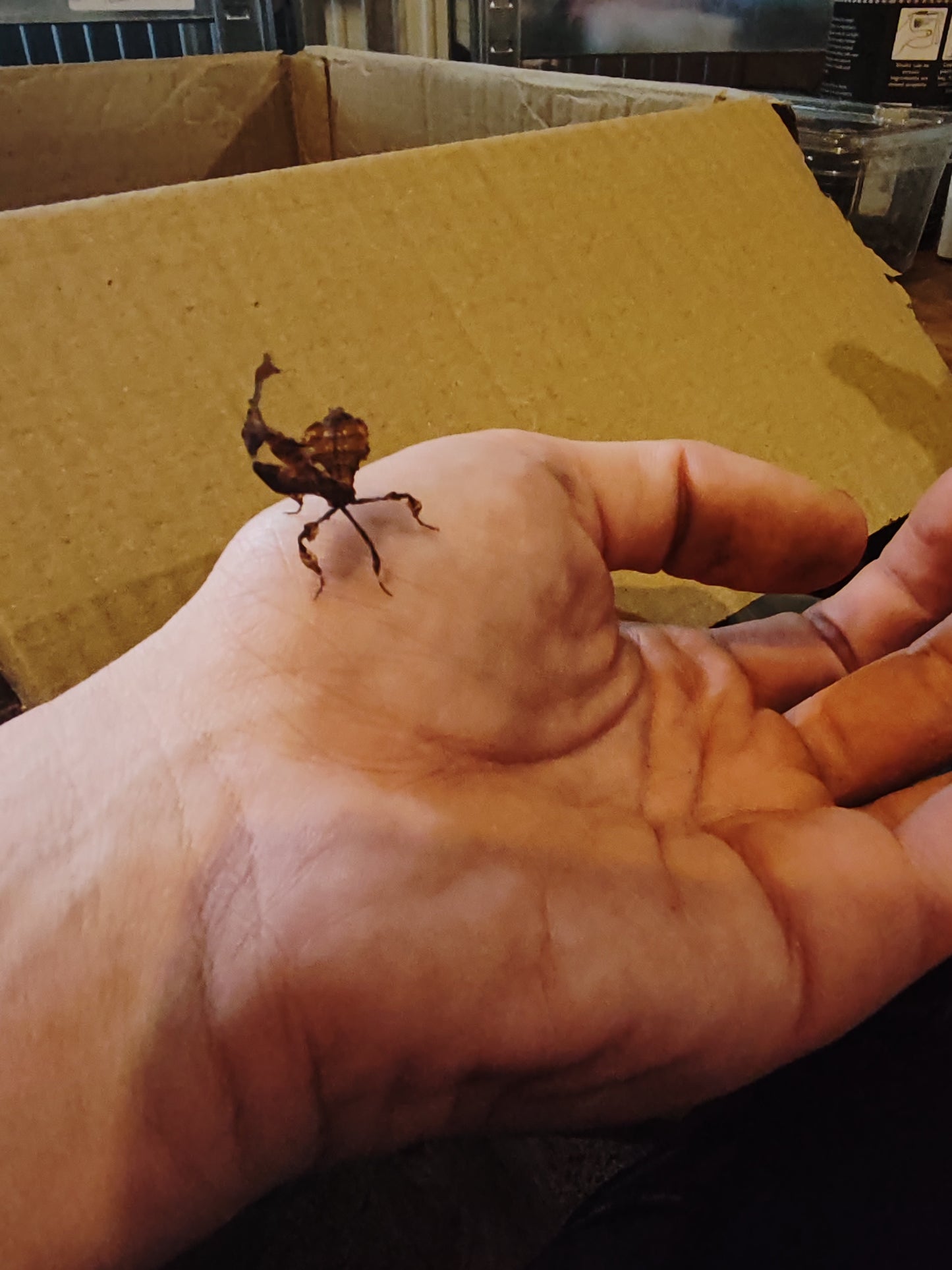 Phyllocrania Paradoxa (ghost mantis)