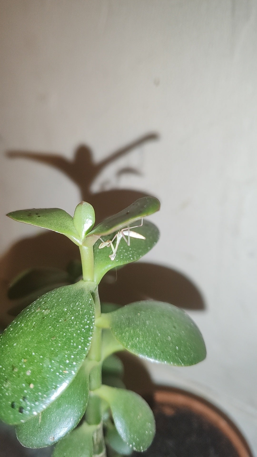 Hierodula membracea (Giant Asian mantis