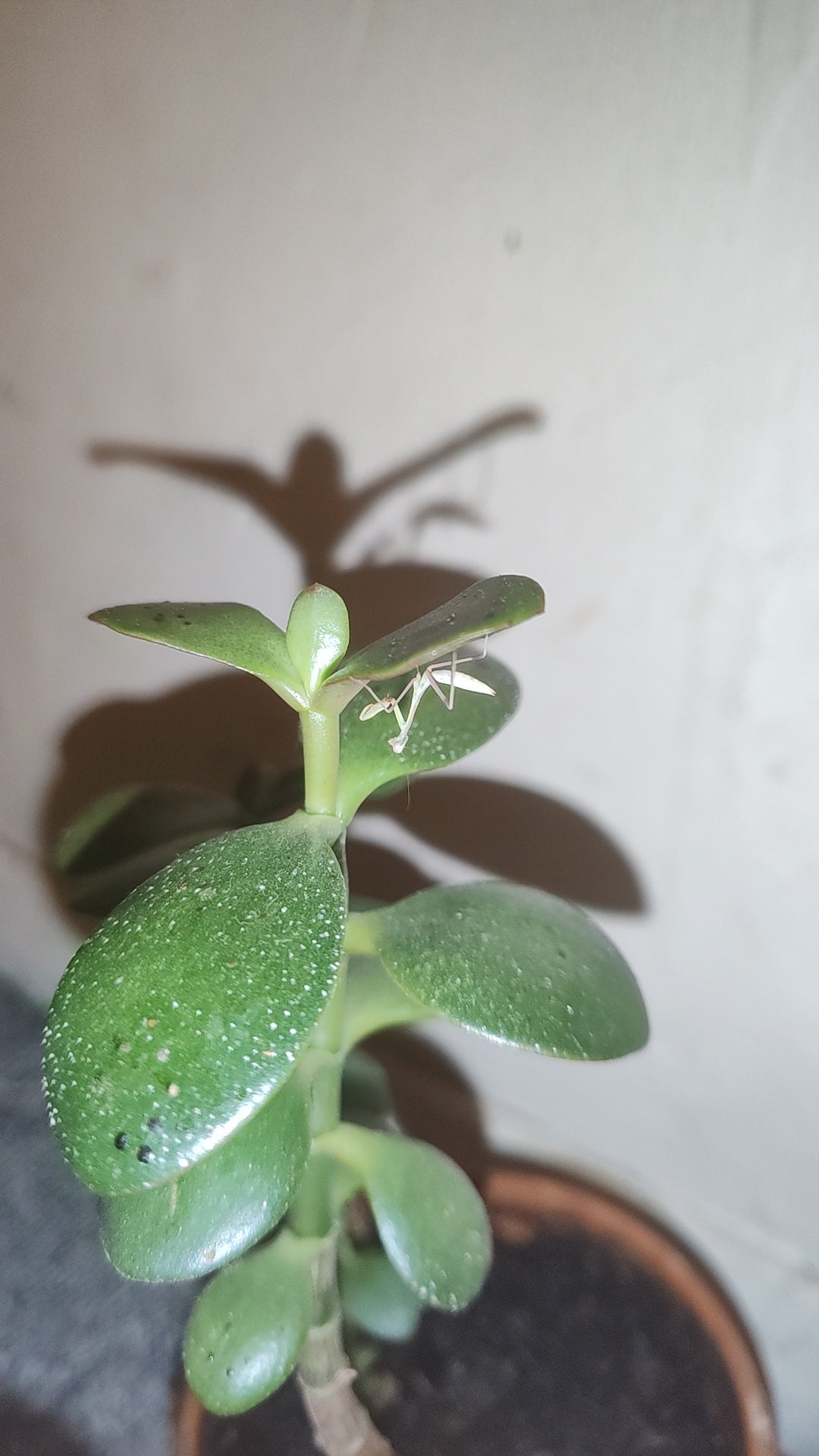 Hierodula membracea (Giant Asian mantis
