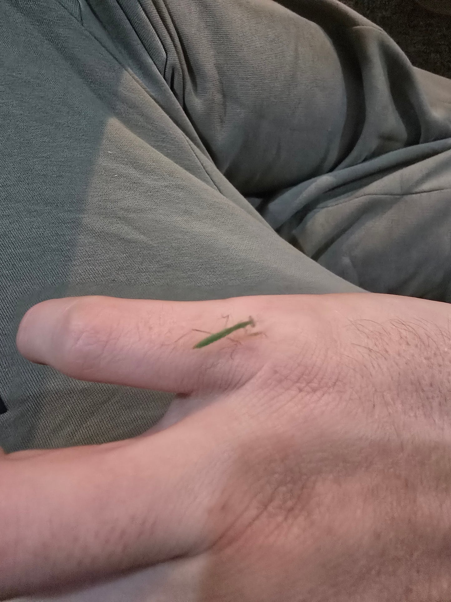 Rhombodera sp guangxi . (Giant shield mantis)