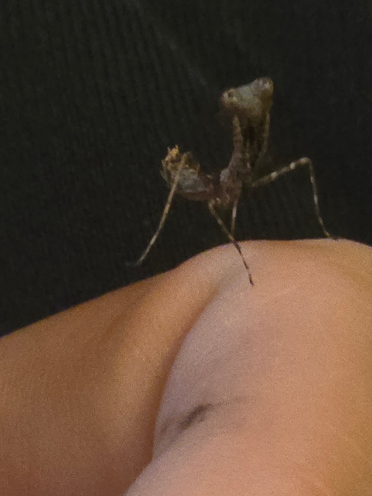 Deroplatys Desiccata (Gaint dead leaf)
