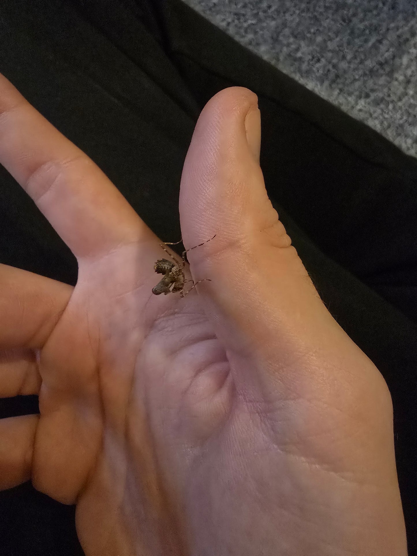 Deroplatys Desiccata (Gaint dead leaf)