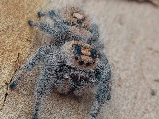 Phidippus regius.                          (Regal jumping spider)