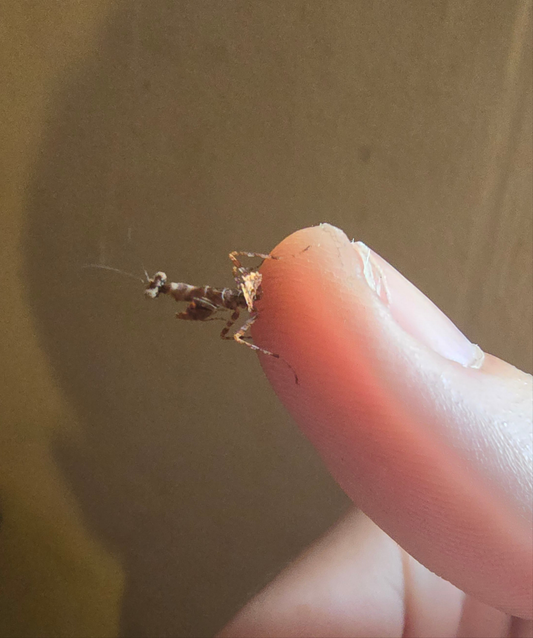 Acromantis Hainana                    (Hainan boxer mantis)