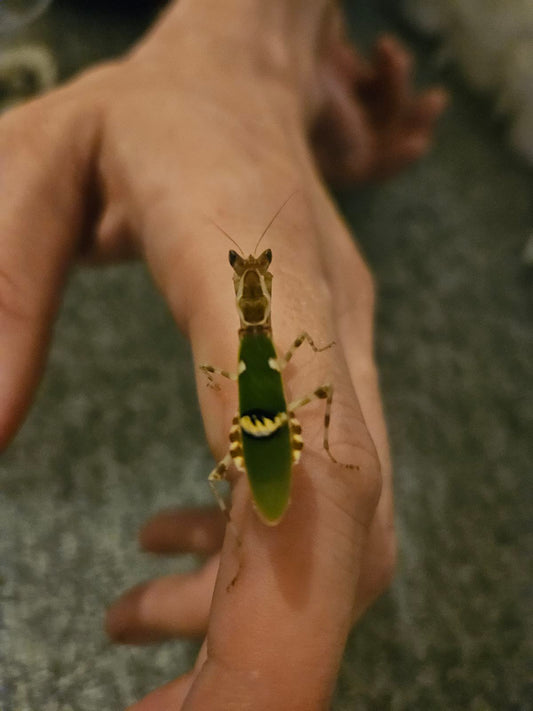 Creobroter Urbanus (Malaysian Flower Mantis)