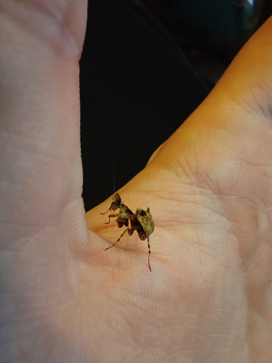 Creobroter Apicalis (Vietnamese Flower Mantis)