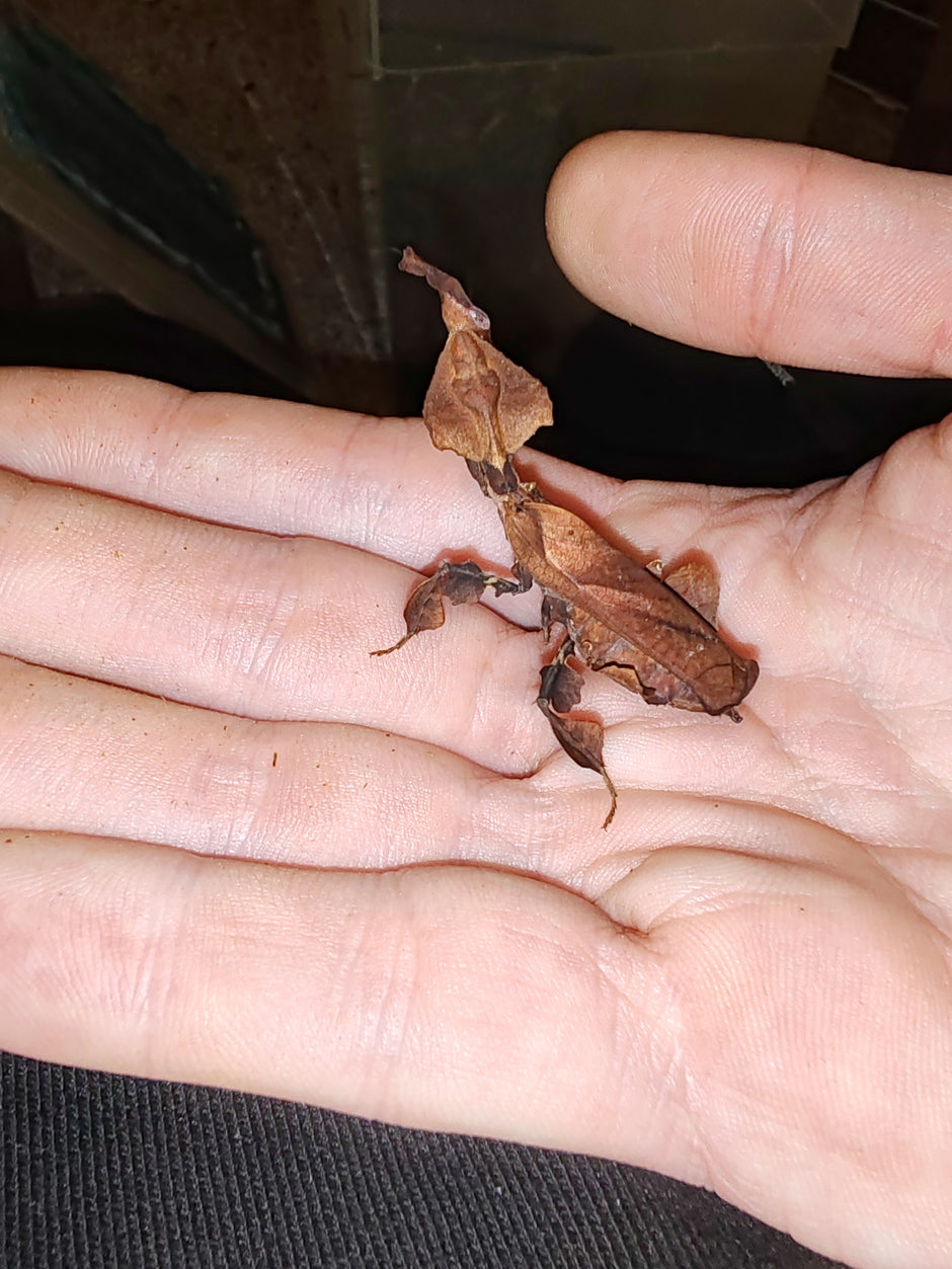 praying mantis for sale UK Marvellous Mantis Uk