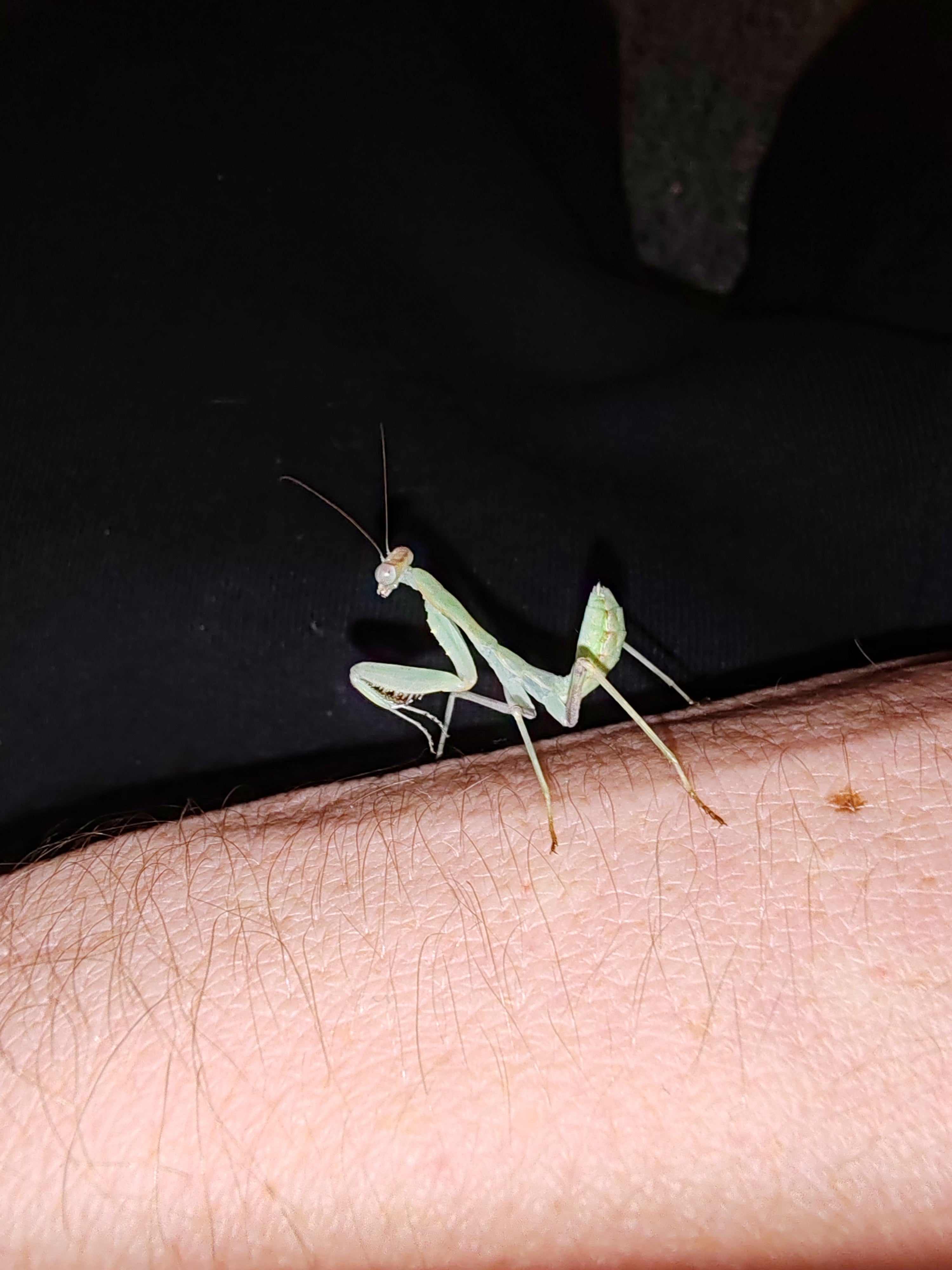 praying-mantis-for-sale-uk-marvellous-mantis-uk