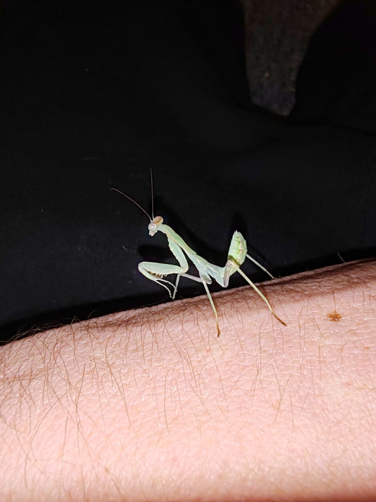 Sphodromantis Virdis (Giant African Mantis)