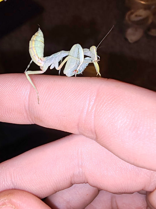 Cilnia Humeralis (wide arm mantis)