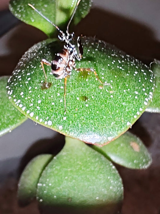 Psuedocreobroter Waglbegerii ( Spiny Flower Mantis)