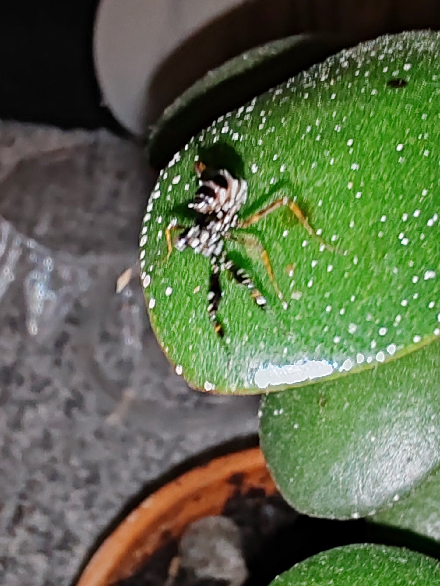 Psuedocreobroter Waglbegerii ( Spiny Flower Mantis)