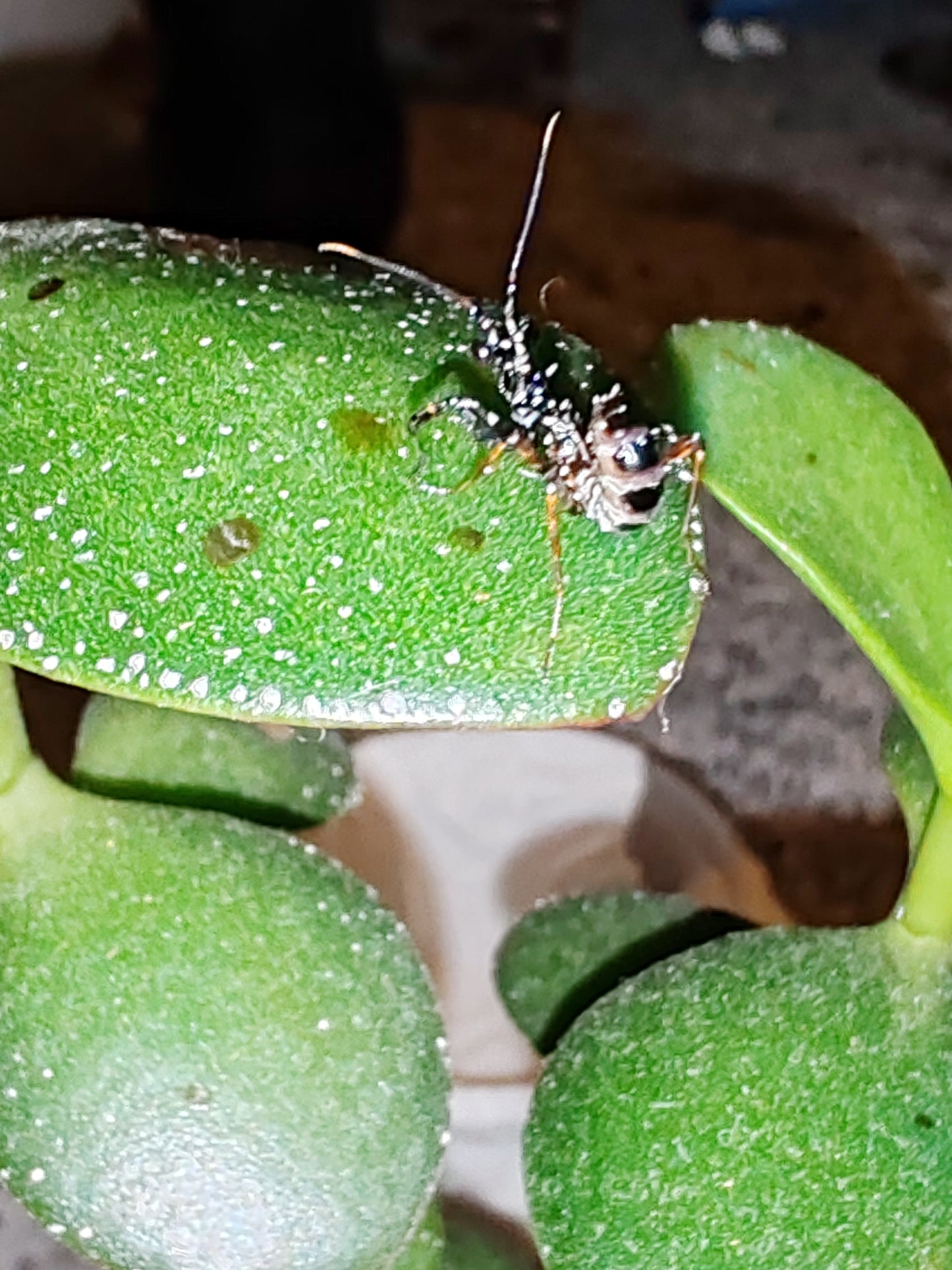 Psuedocreobroter Waglbegerii ( Spiny Flower Mantis)