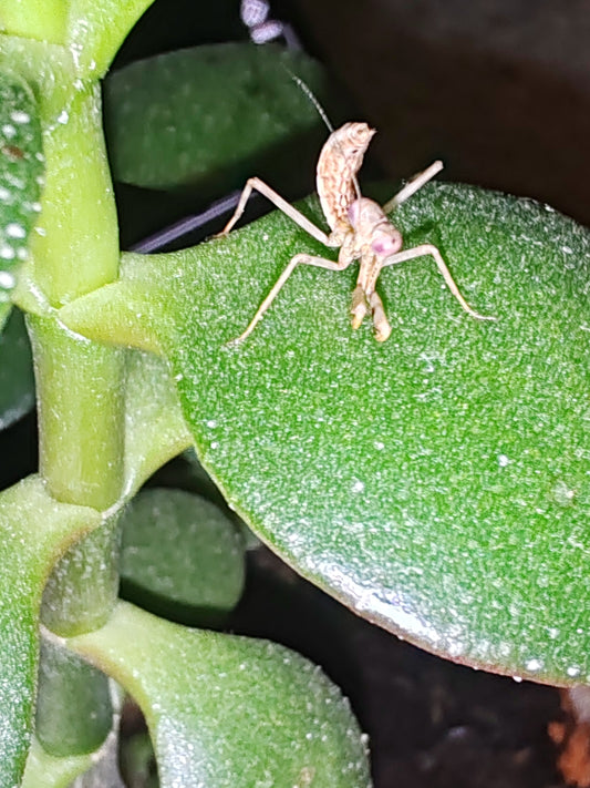 Stagmatoptera femoralis    (Black spot mantis)