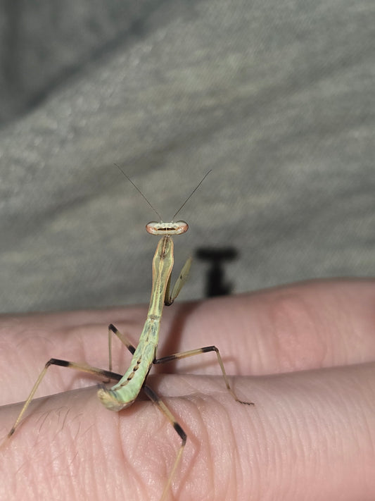 Rhombodera Extensicollis                (Kite shield mantis)