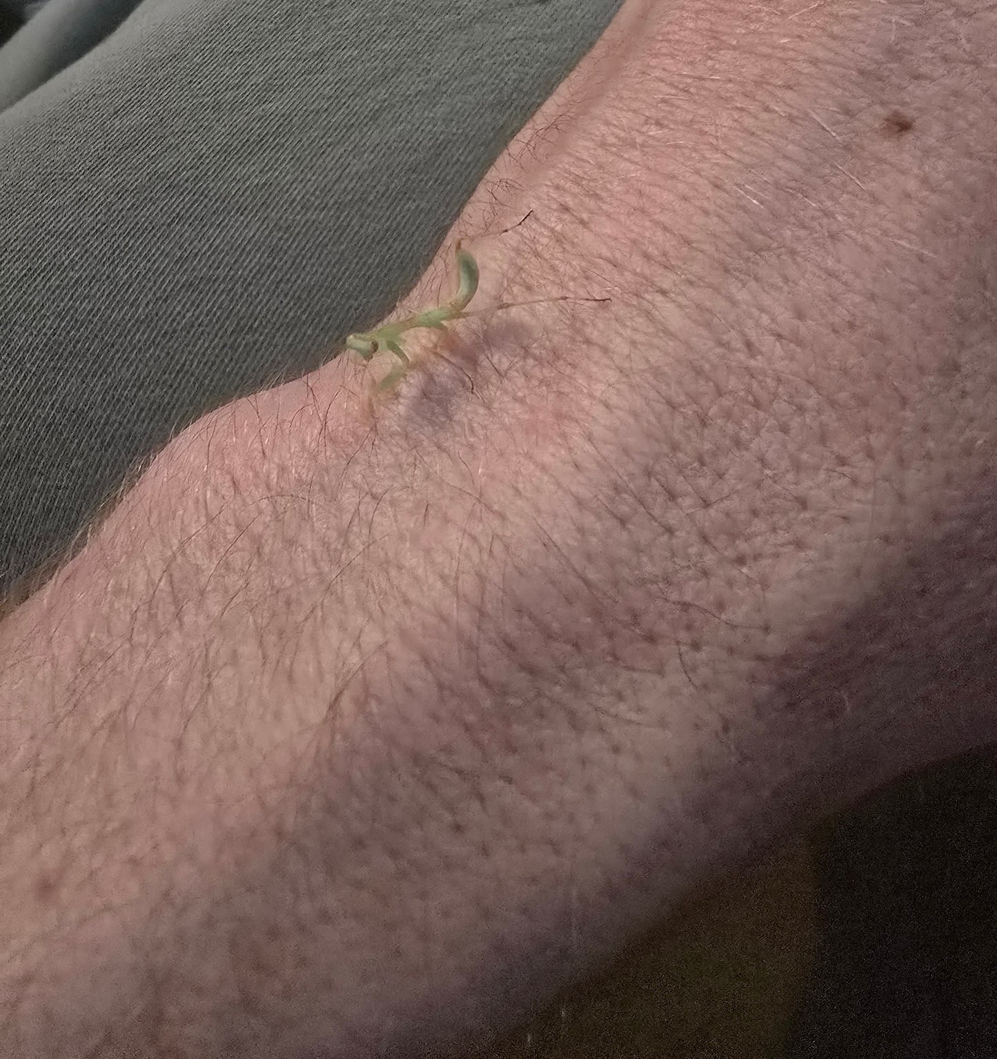 Hierodula Transcaucasica               (Giant transcaucasican mantis)