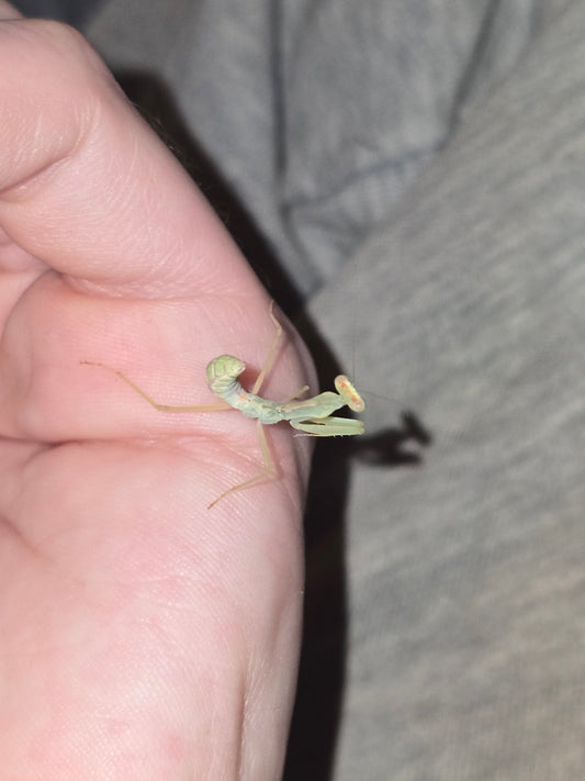 Sphodoromantis Cf Gastrica.          (African mantis)