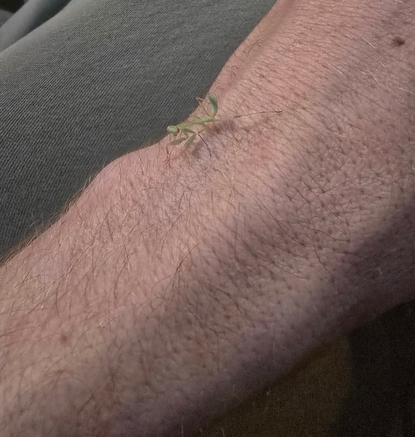 Hierodula Transcaucasica               (Giant transcaucasican mantis)