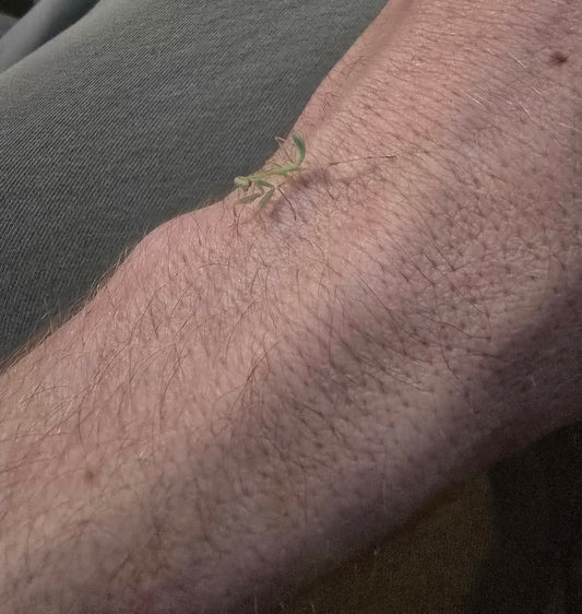 Hierodula Transcaucasica               (Giant transcaucasican mantis)