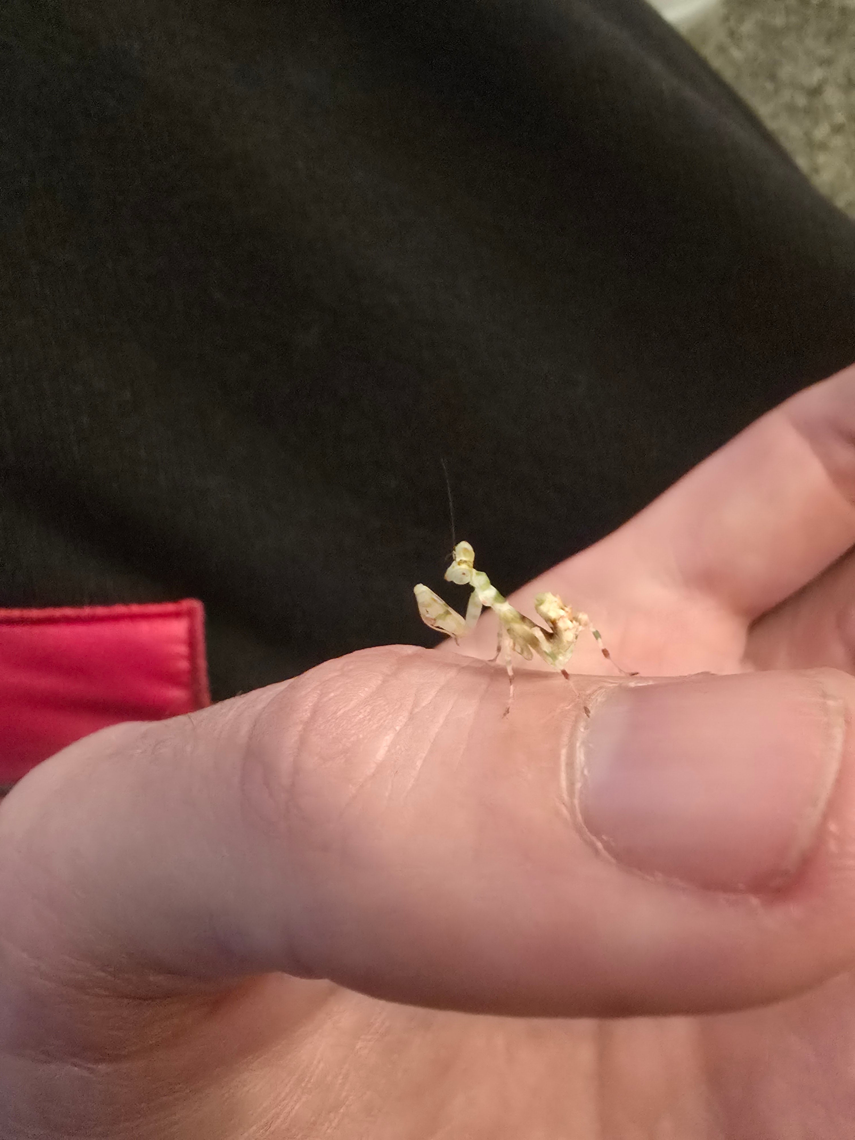 Theopropus Elegans (Banded Flower Mantis) – Marvellous Mantis Uk
