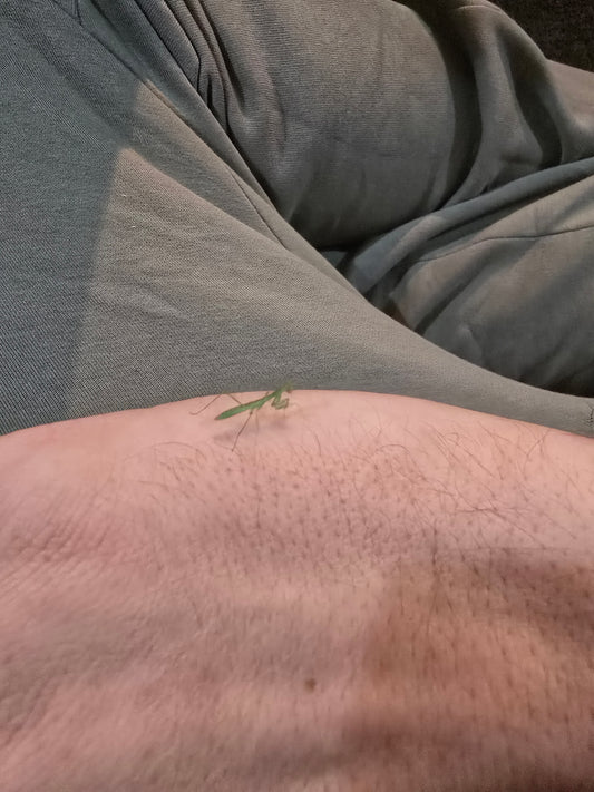 Rhombodera sp guangxi .                   (Giant shield mantis)