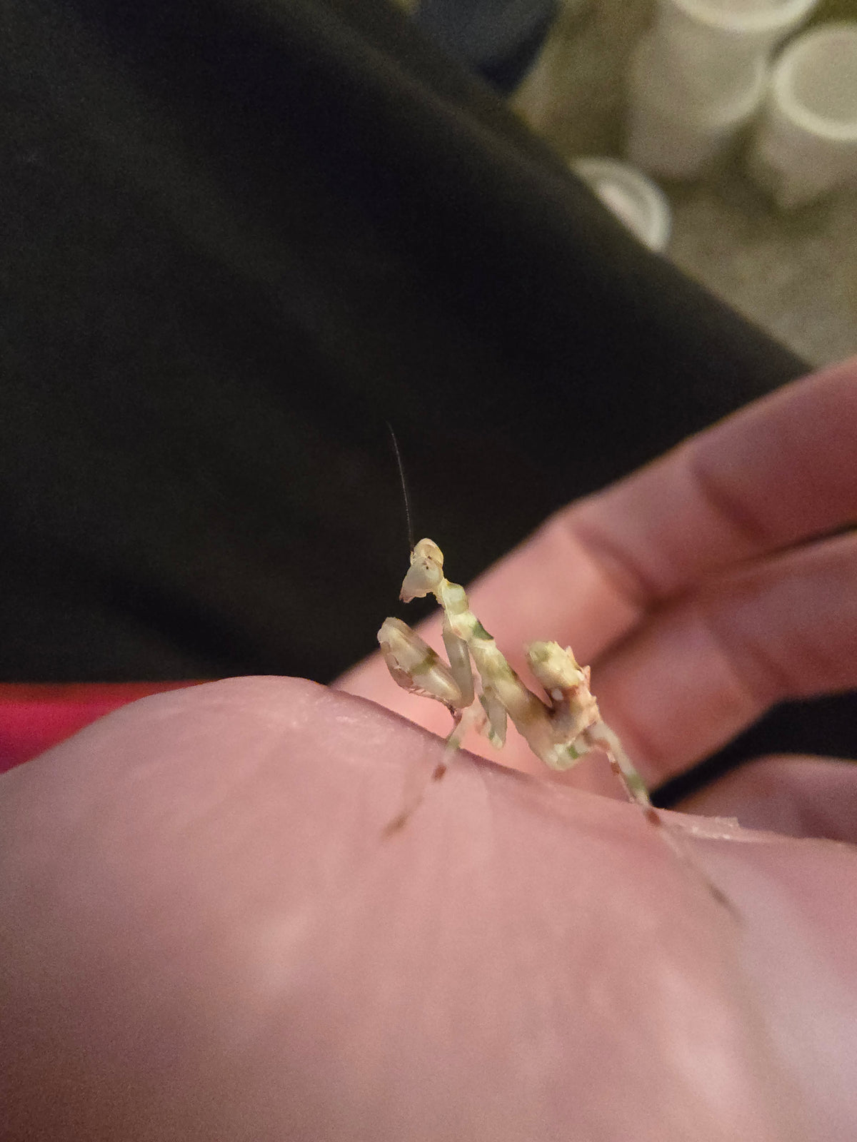 Theopropus Elegans (Banded Flower Mantis) – Marvellous Mantis Uk