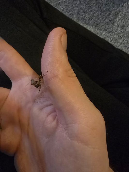 Deroplatys Desiccata (Gaint dead leaf)