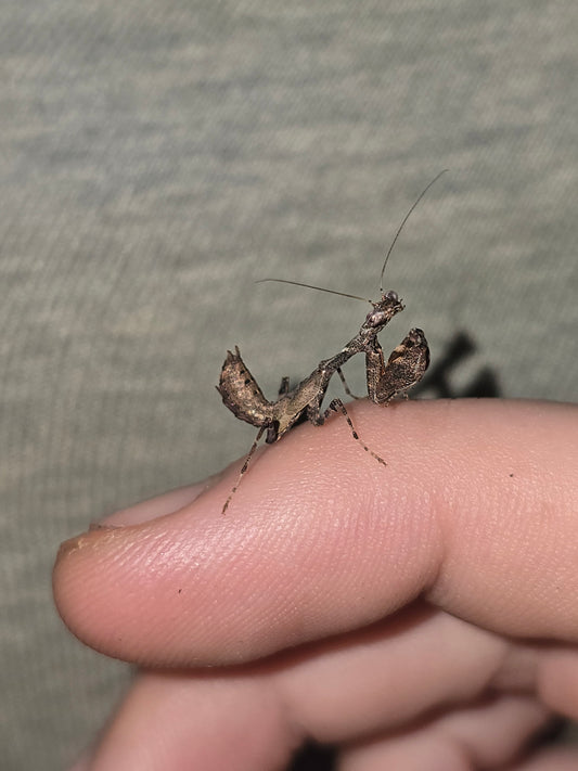 Acrobatics Japonica                     (Japanese boxer mantis)