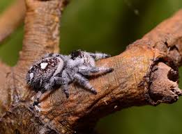 Phiddipus Regius Apalachicola.       (Jumping spider)