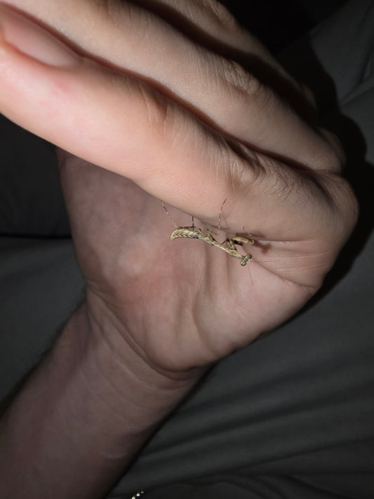 Deroplatys Lobata                 (Dead Leaf Mantis)